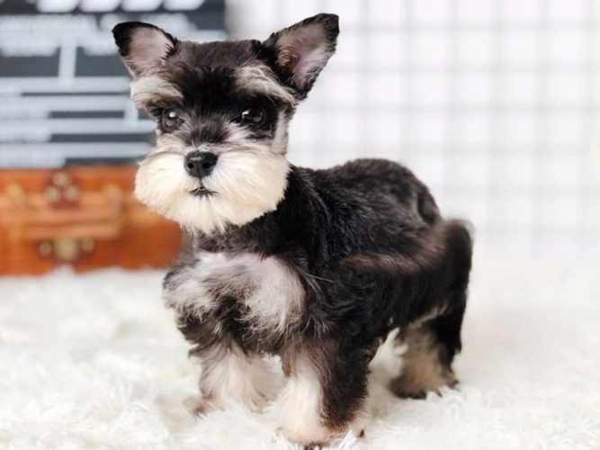 出生3个月的迷你雪纳瑞 1母 宠物级