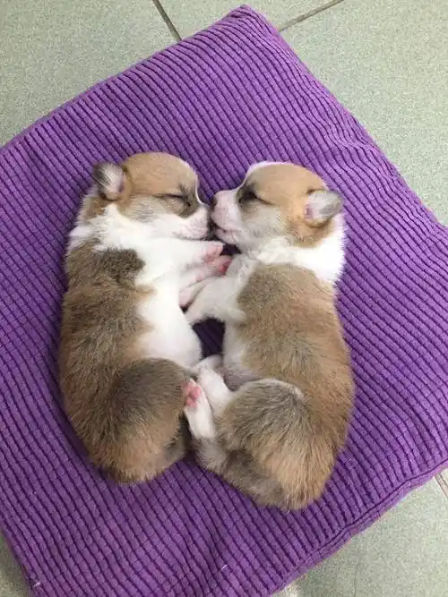 刚出生的柯基犬!这小短腿从小就会劈叉,实在是太可爱了!