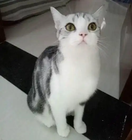 虎斑加白是美国短毛猫的一个品种.