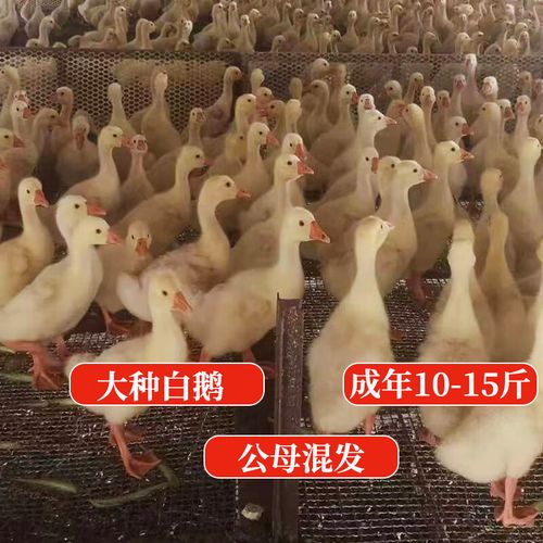 1斤杂交狮头鹅四川白鹅大种肉鹅蛋鹅小鹅苗活体活苗鹅蛋白鹅出壳 1斤