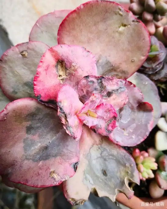 不要小看多肉烟煤病,发现了及时处理,否则养的多肉"全军覆没"