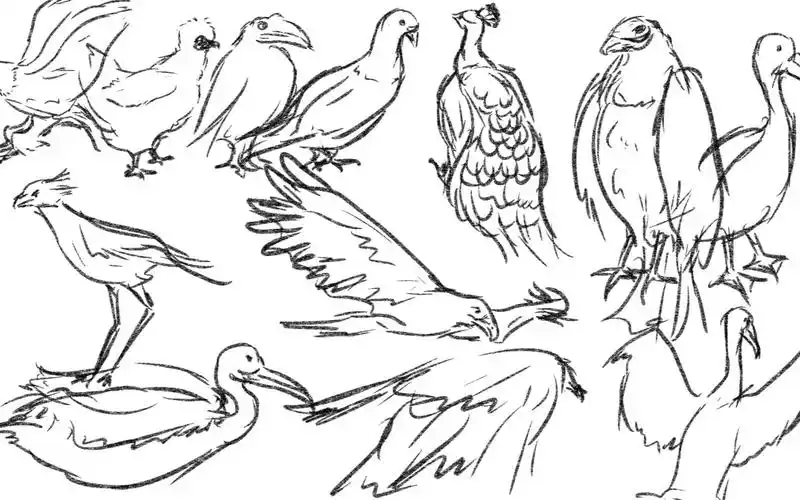 打卡60秒鸟类速写练习19挑战坚持1年不间断速写练习中