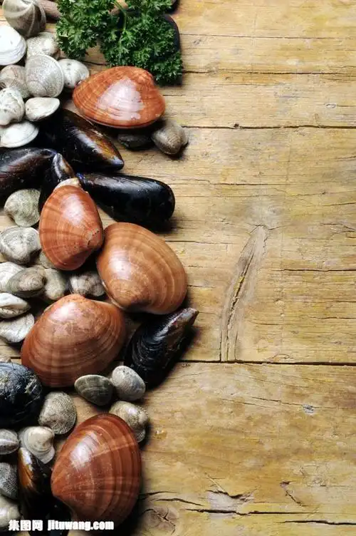 蚌壳图片