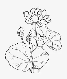 pngpng荷花儿线条草稿pngpsdpng小暑创意创意睡莲小暑元素pngpng睡莲