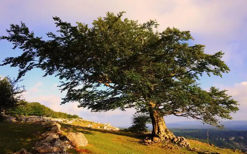 一棵树在山上,夏天 壁纸