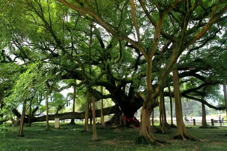大榕树