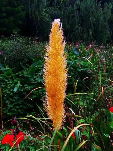 金黄色的狼尾巴