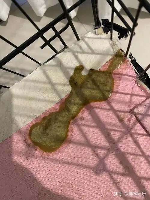 猫咪吐黄绿色汁液请问是猫瘟吗