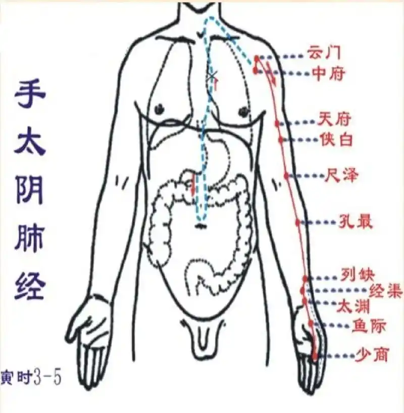 十二经络之手三阴,手三阳 94人身体里有二十条经络即十二正经和奇经