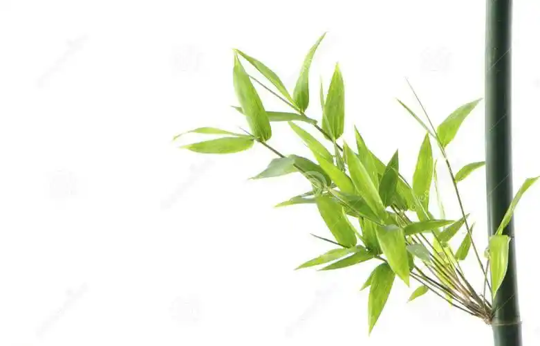 像竹子一样生长∣原创散文