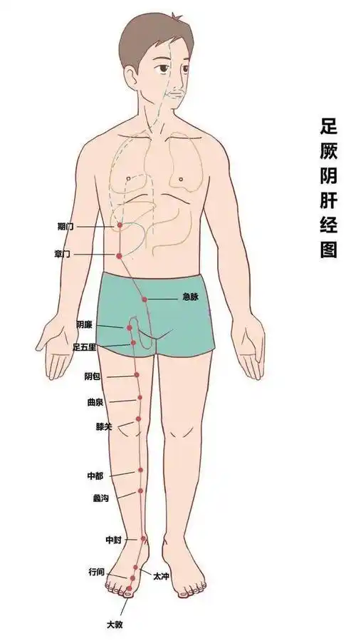 肝气不通 痘痘生经络内连脏腑外络肢节肝经今天跟大家聊聊另一条对痘