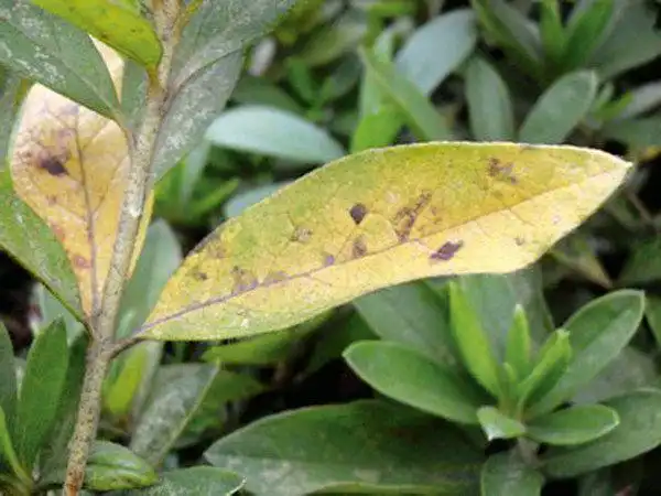 杜鹃花的常见病虫害及防治方法