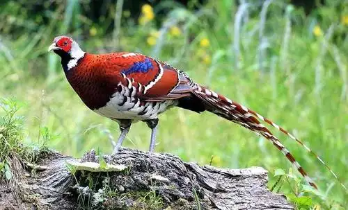 中国特有的一种珍稀鸟类,喜欢躲藏在草丛或树丛中,你见过吗?