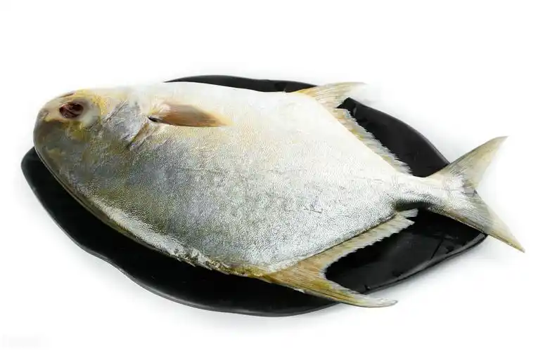 金鲳鱼多少钱一斤(鸡价稳中偏涨) - 羊城网