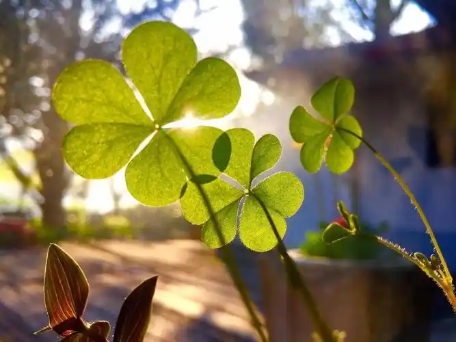 四叶草的唯美花语(四叶草的花语和寓意) 绿植养护 第3张