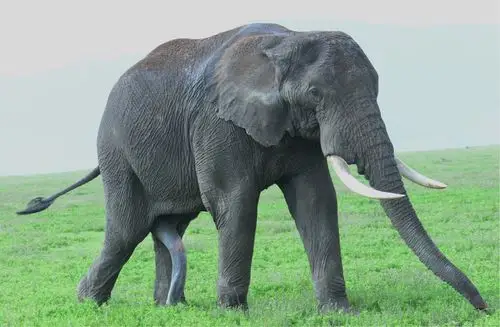 东非野生动物探秘之旅(3)非洲象篇