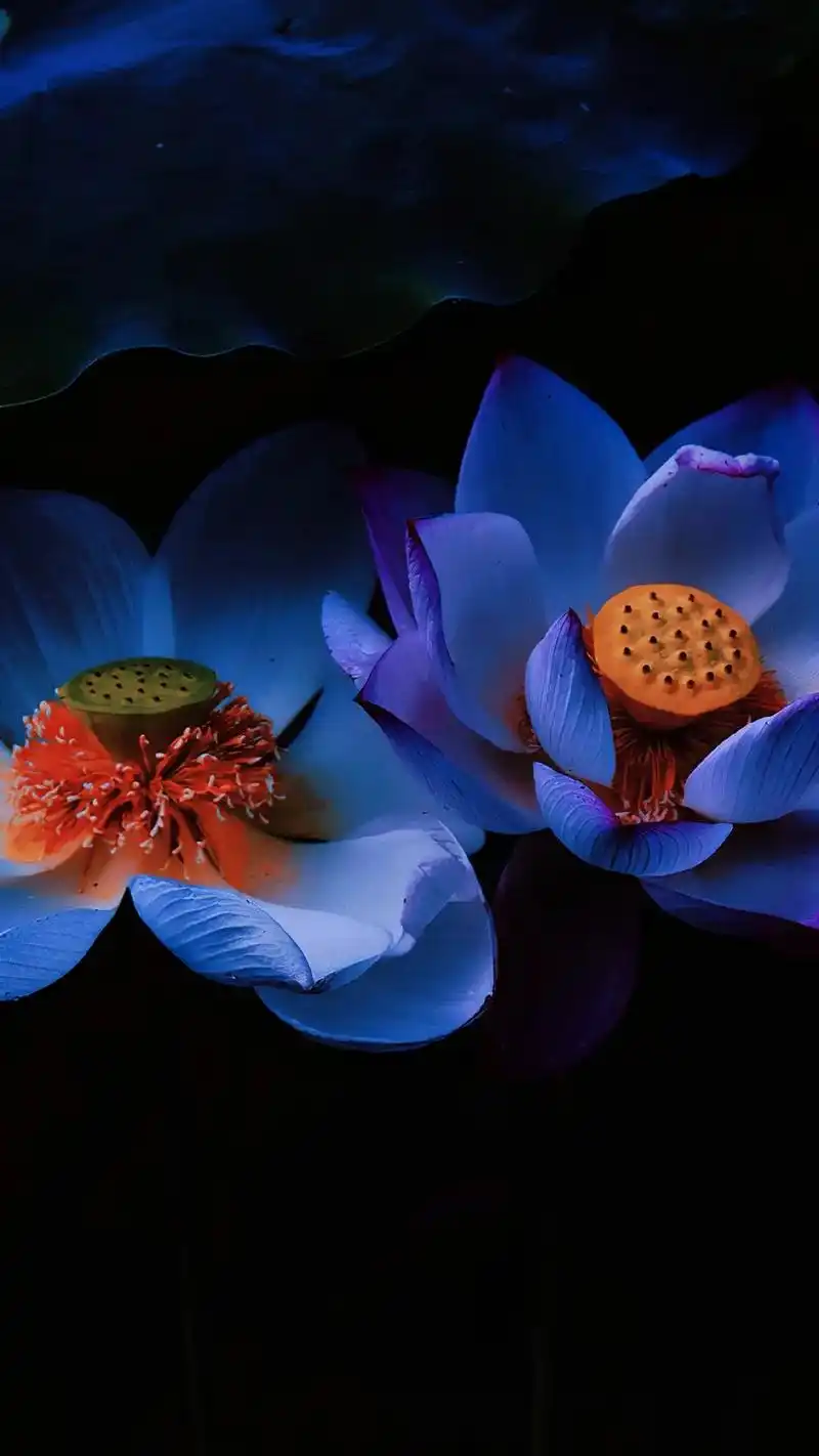 荷花.#壁纸#唯美意境 #情感 #抖音图文来了 - 抖音