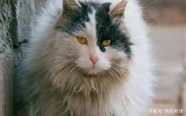 "鳌拜"是故宫的另一只猫,虽然"鳌拜"是中华田园猫,但并不影响其在故宫