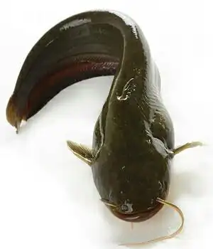 「乌江鱼」乌江鱼的做法步骤图,乌江鱼怎么做好吃