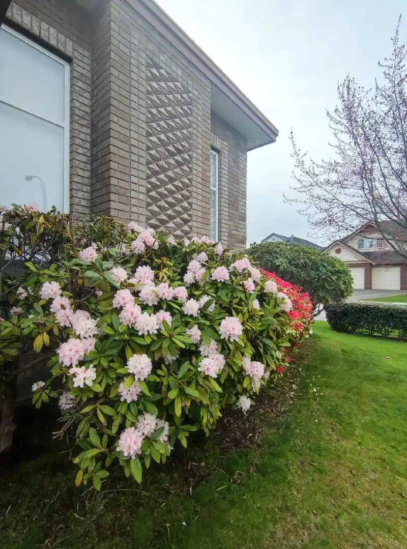 西洋杜鹃花.西洋杜鹃是荷兰,比利时用皋月杜鹃