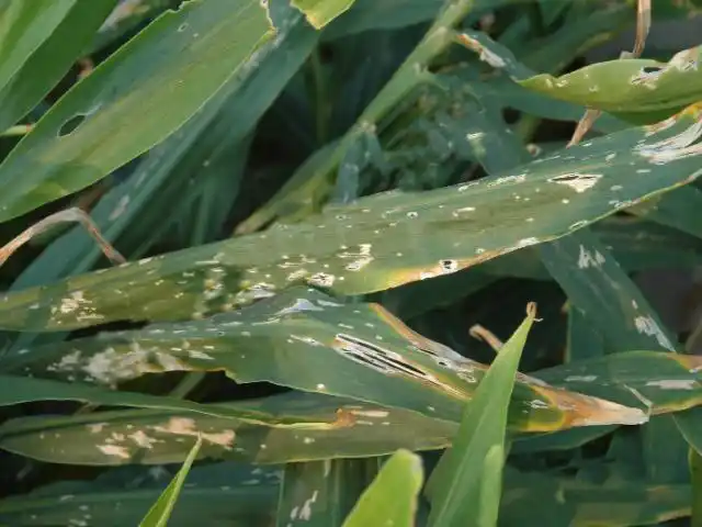 生姜斑点病如何防治?生姜斑点病有哪些症状?