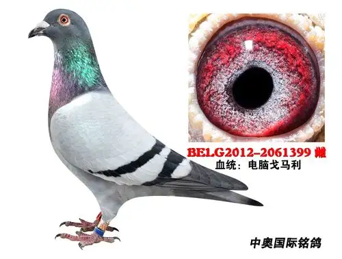 电脑戈马力原舍种雌 2061399