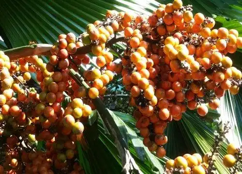 蒲葵果实能吃吗-植物说
