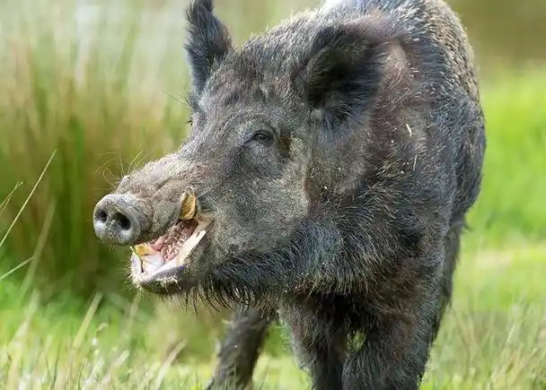 沈阳上万一平方的市小区内,惊现400斤大野猪,其来路成谜