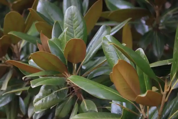 广玉兰广玉兰有着很漂亮的花,当花开放时在六号楼前就像进入了仙境