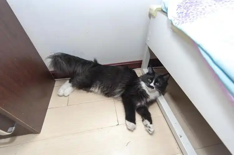 黑色狮子猫前来报到