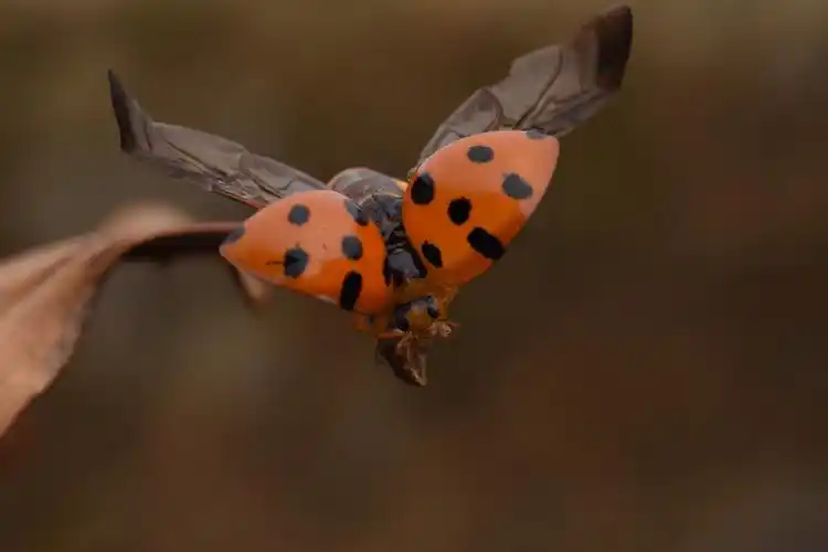 瓢虫展翅起飞咯行星jeremy关注