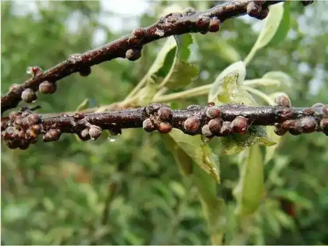 斑点,随后扩大连成片,严重时全叶变为焦黄而脱落,严重抑制了果树生长