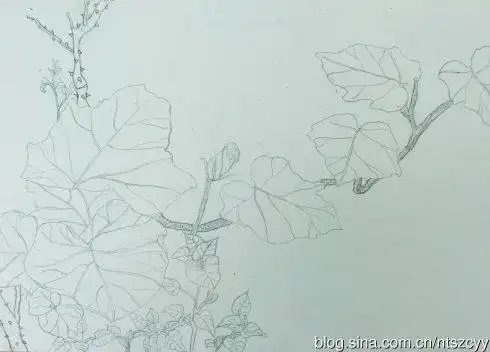 怎样画南瓜藤简笔画