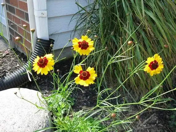 蛇目菊,菊科金鸡菊属