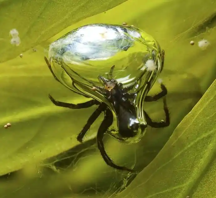 水下蜘蛛没有鳃,却能潜水30分钟,它们是如何做到的?