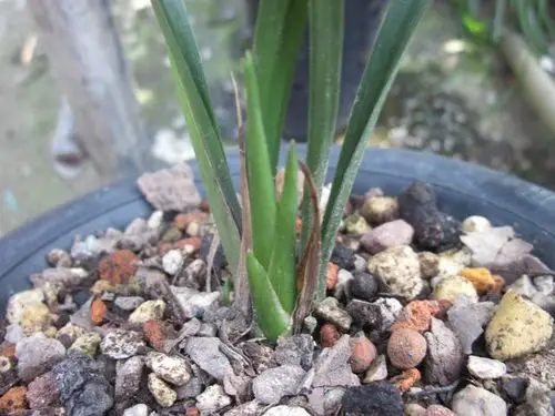 黑线艺-墨兰篇-中国兰花交易网社区