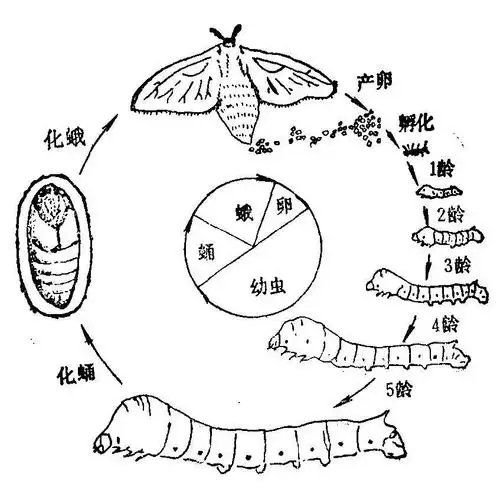苗九班:生成性课程汇报～初次养蚕记