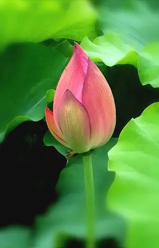 好可爱的花骨朵,正含苞欲放呢!