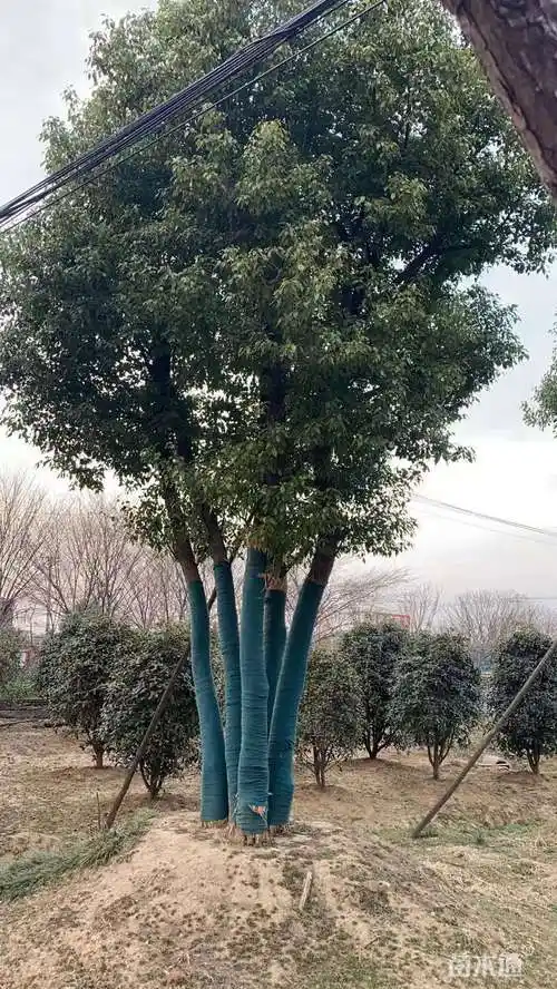 60公分丛生香樟