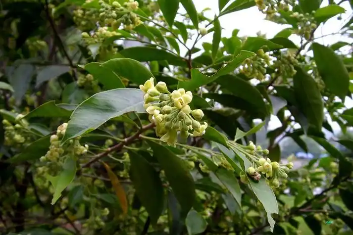 中国树木中唯一以东莞地方命名的树莞香树