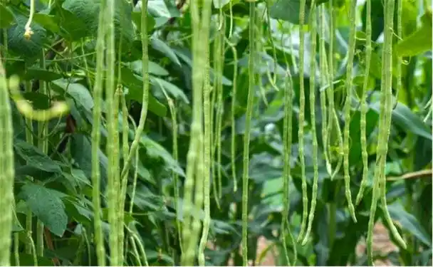 豇豆种植高产要多浇水,注意豆角架的搭设,做好空气流通