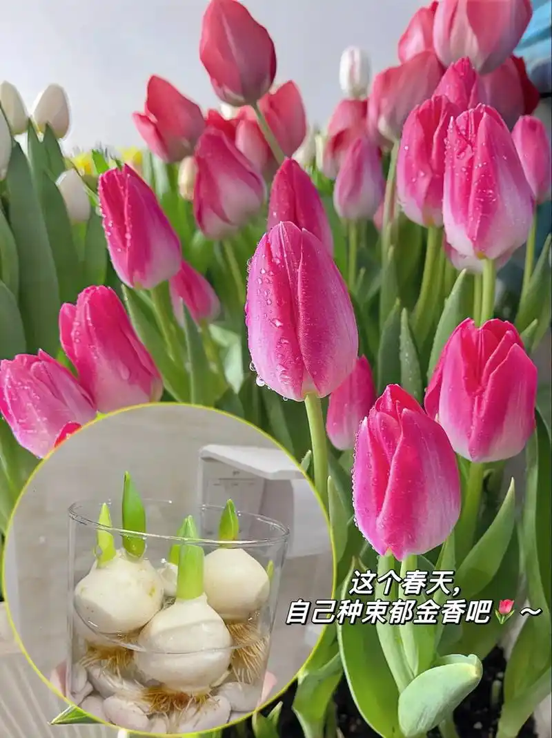 郁金香的花语:最浪漫的故事,永恒的爱93 在这个美丽的春天, - 抖音