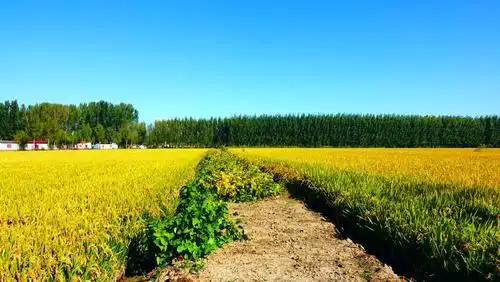 秋天的田野风光qh