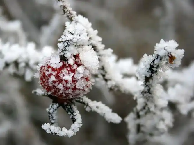 冬天的冰雪植物