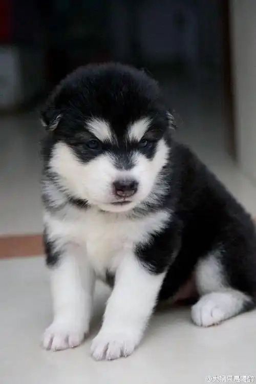 现在的小奶狗走路跟打醉拳一样?