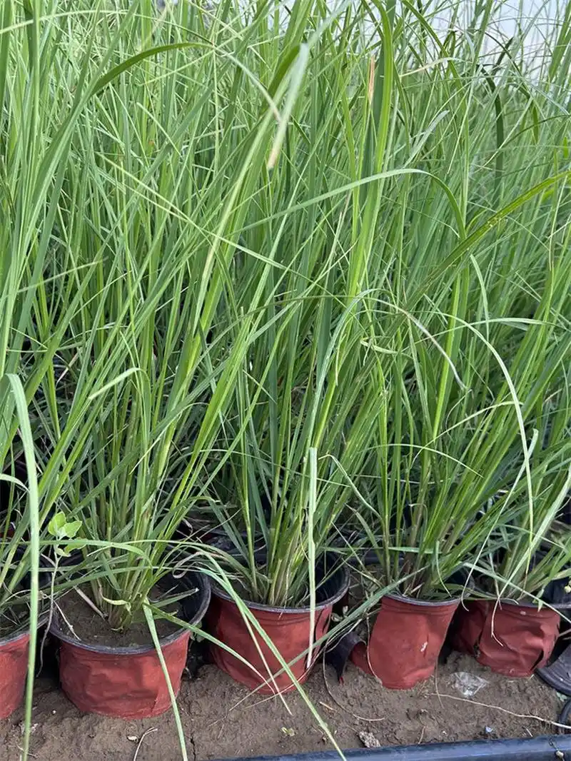 矮蒲苇是一种草本植物,植株高度大约在1-1.