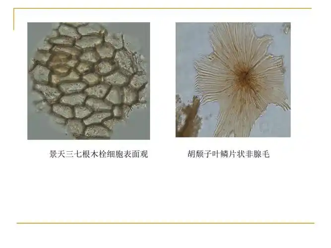 实验二植物组织的观察保护组织机械组织输导组织