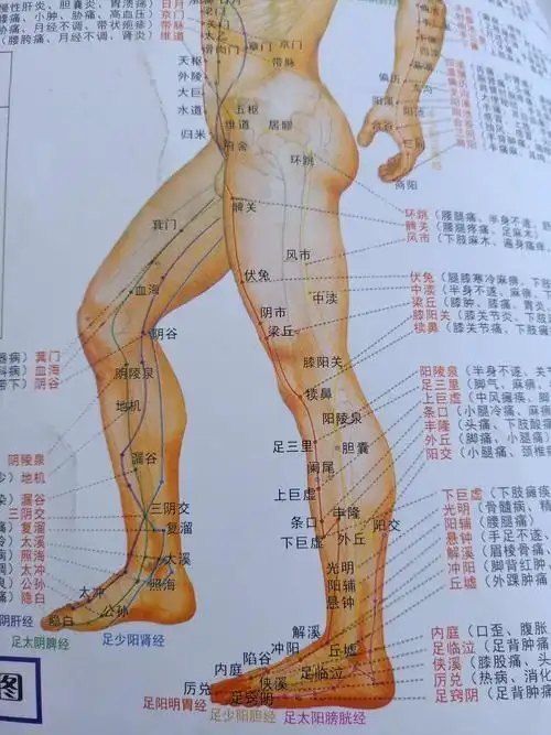 组织,离心脏比较远,心脏喷射出去的血液可以顺利地到达大腿各个组织