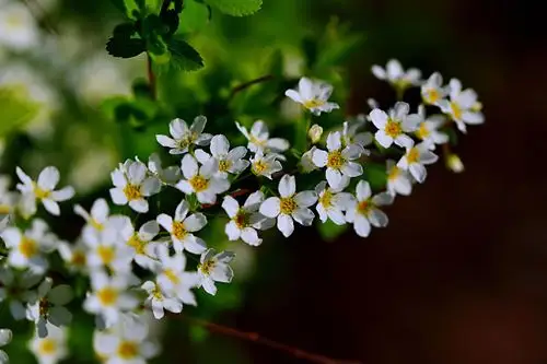 玲珑珍珠绣线菊 敢与桃李竟芳菲