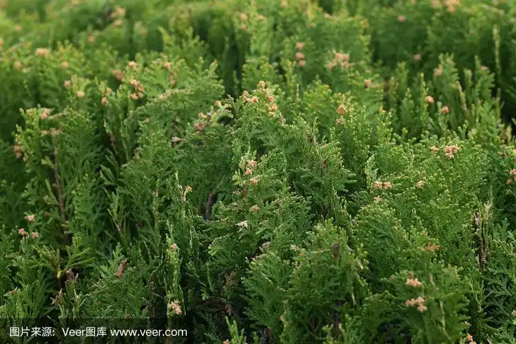 侧柏属植物(侧柏属)雄花